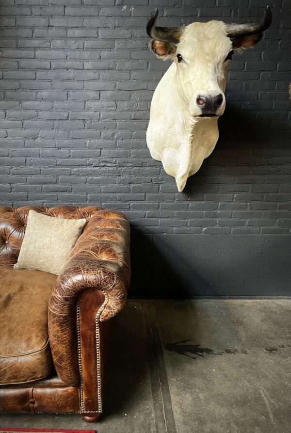 Stylish stuffed Piedmontese bulls head