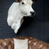 Stylish stuffed Piedmontese bulls head