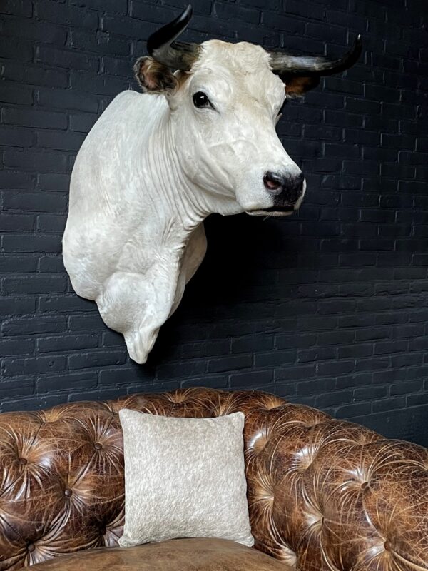 Stylish stuffed Piedmontese bulls head