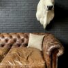 Stylish stuffed Piedmontese bulls head