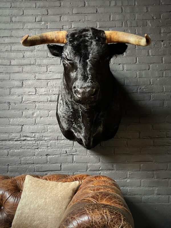 Mounted black Spanish bull head