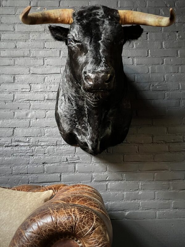 Mounted black Spanish bull head