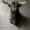 Mounted black Spanish bull head