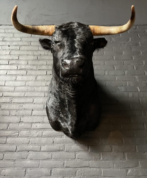 Mounted black Spanish bull head