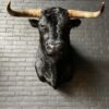 Mounted black Spanish bull head