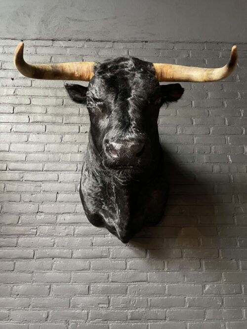 Mounted black Spanish bull head