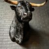 Mounted black Spanish bull head