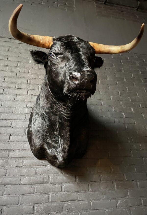 Mounted black Spanish bull head