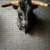 Mounted black Spanish bull head