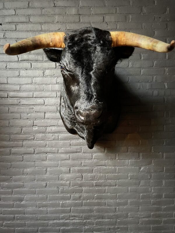 Mounted black Spanish bull head