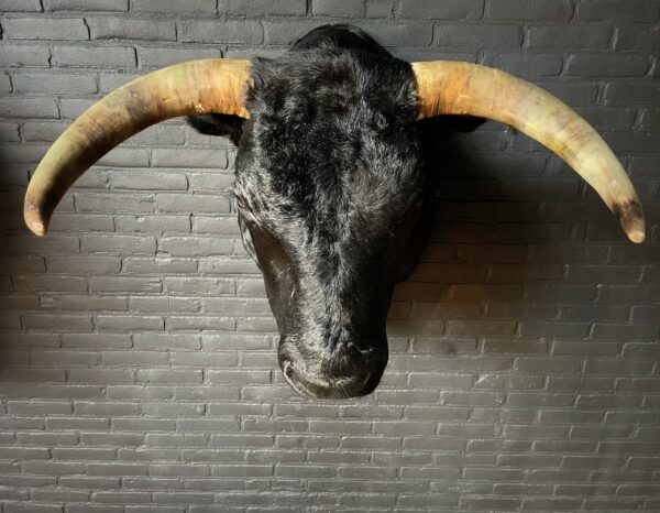 Mounted black Spanish bull head