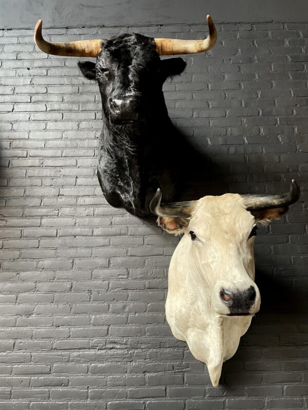 Mounted black Spanish bull head