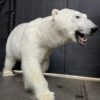 New taxidermy polar bear