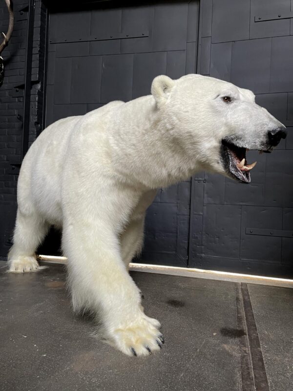 New taxidermy polar bear