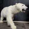 Mounted Polar bear
