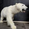 New taxidermy polar bear