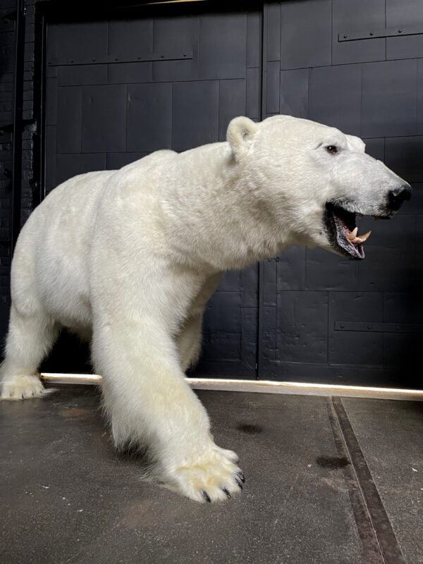 New taxidermy polar bear