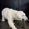 New taxidermy polar bear