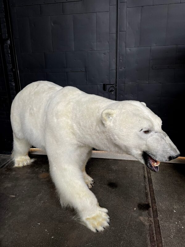 New taxidermy polar bear