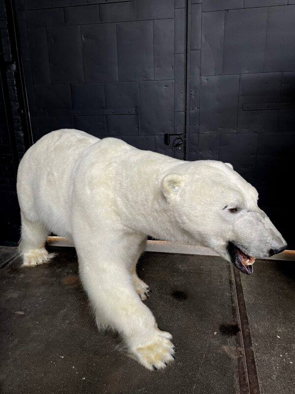 Mounted Polar bear