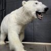 New taxidermy polar bear