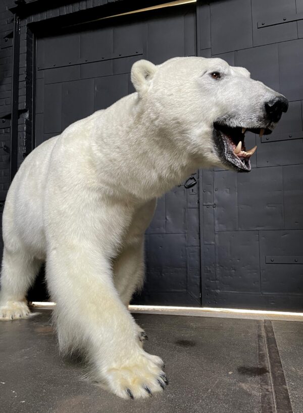 New taxidermy polar bear