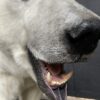 Mounted Polar bear