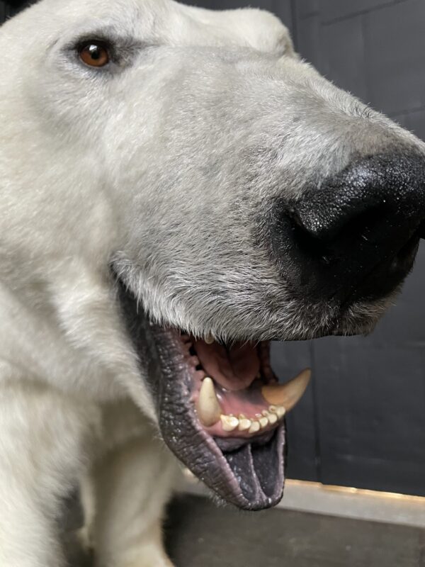 New taxidermy polar bear