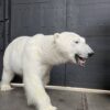 New taxidermy polar bear