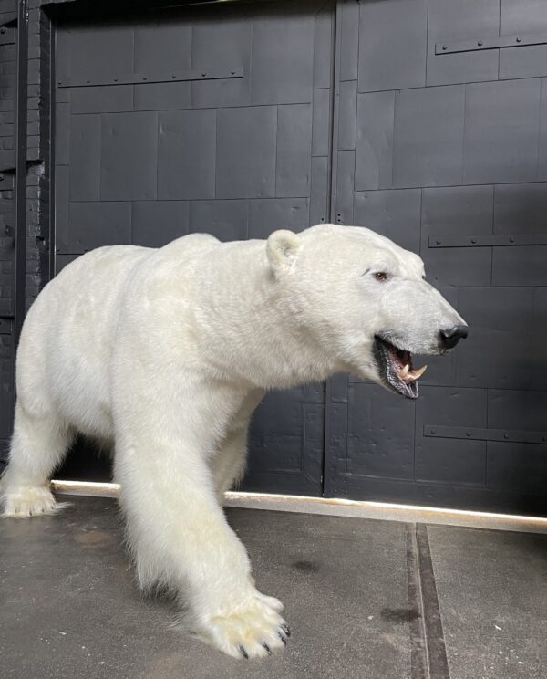 Mounted Polar bear
