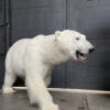 New taxidermy polar bear