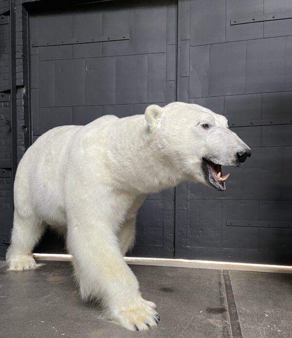 New taxidermy polar bear