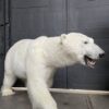 New taxidermy polar bear