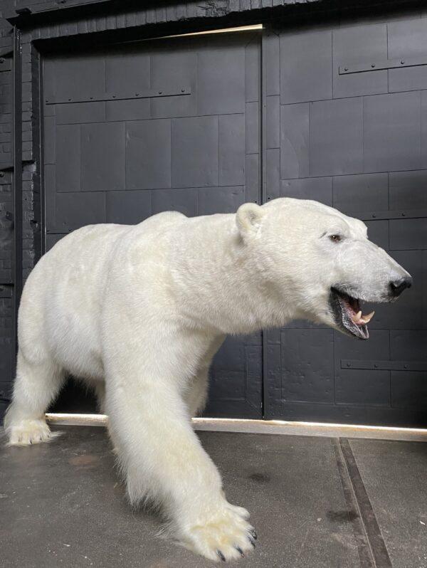Mounted Polar bear