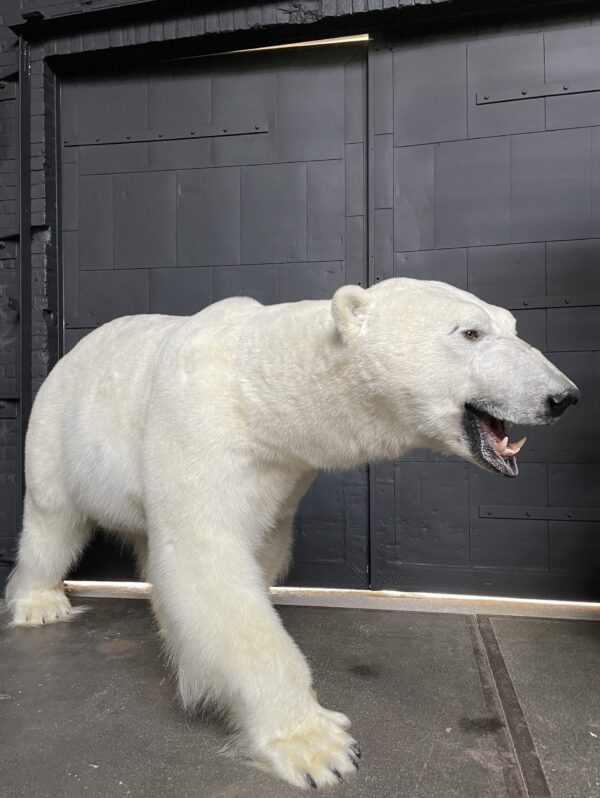 Neuer präparierter Eisbär