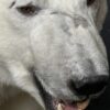 Mounted Polar bear
