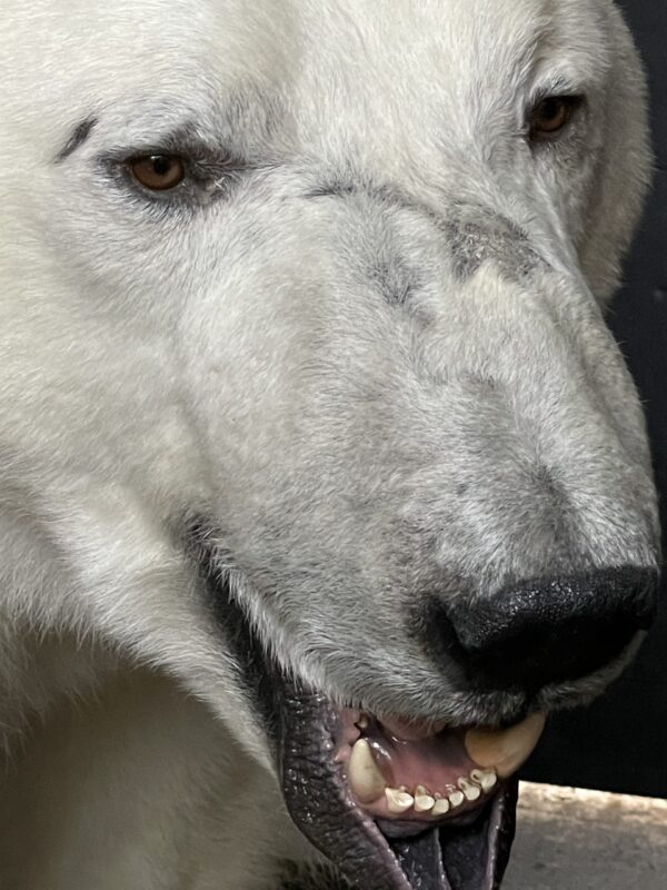 Mounted Polar bear
