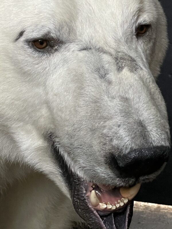 New taxidermy polar bear