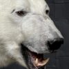 New taxidermy polar bear