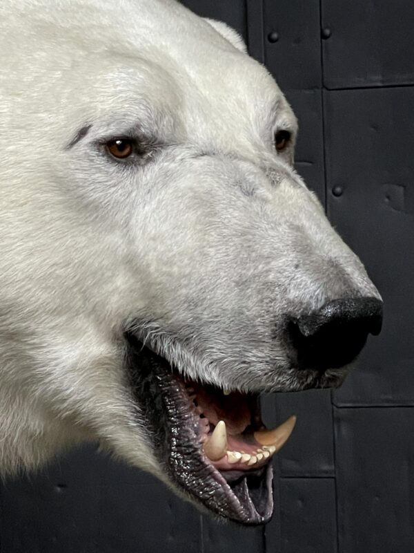 New taxidermy polar bear