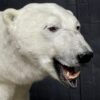 New taxidermy polar bear