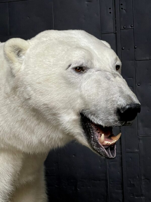 New taxidermy polar bear