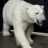 New taxidermy polar bear