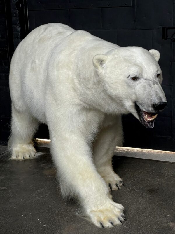 New taxidermy polar bear