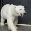 Mounted Polar bear