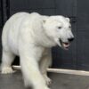 New taxidermy polar bear