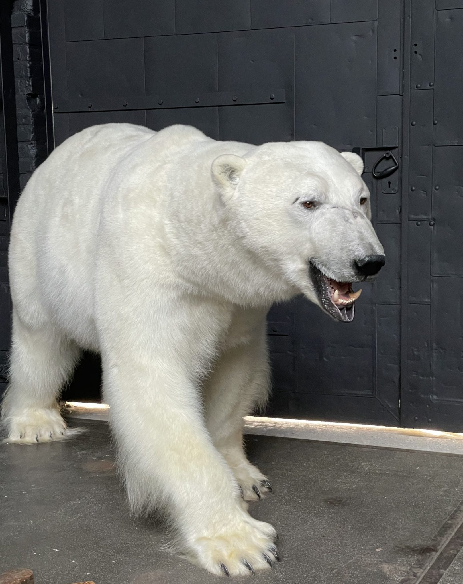 taxidermy polar bear price