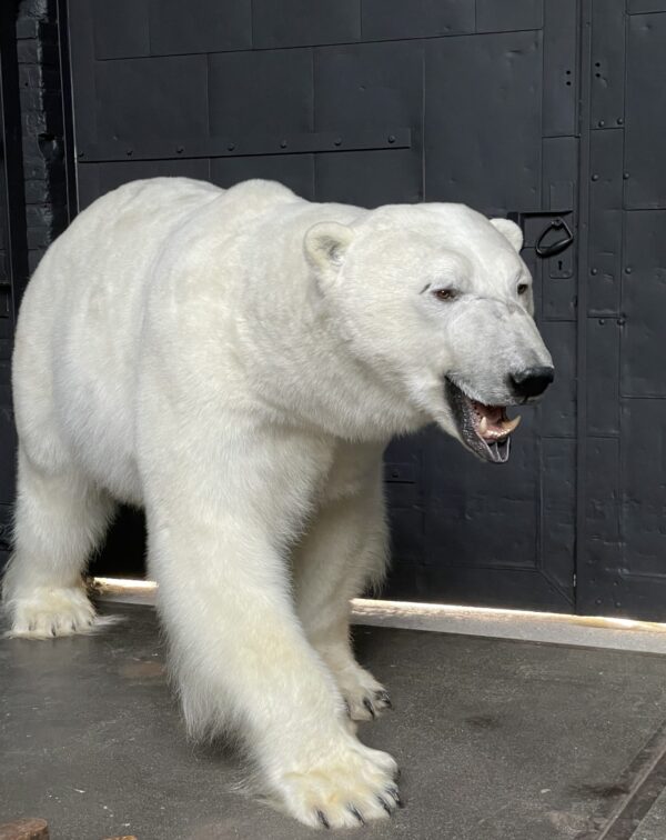 New taxidermy polar bear