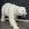 New taxidermy polar bear