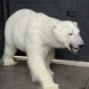 Mounted Polar bear